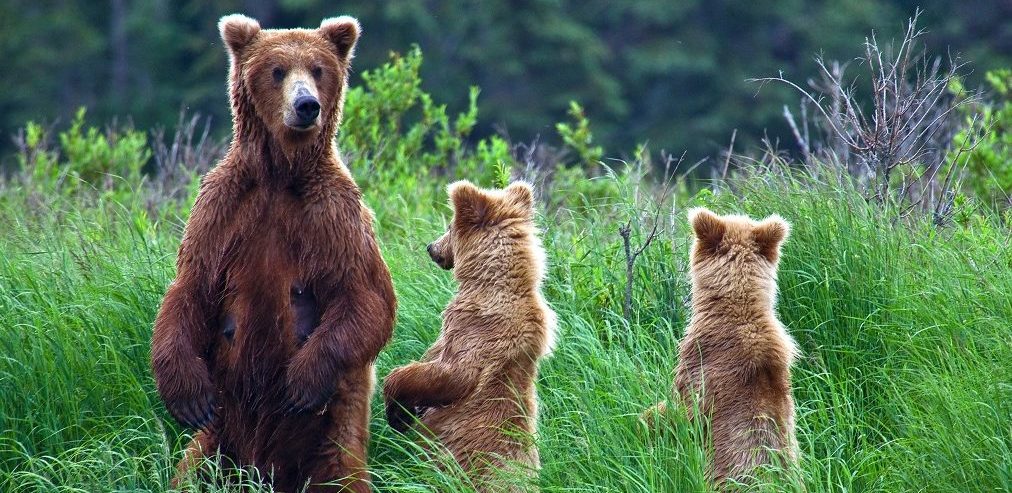 Alaskan bear