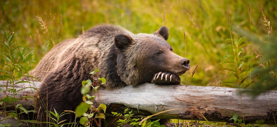 Grizzly bear in Banff National Park.