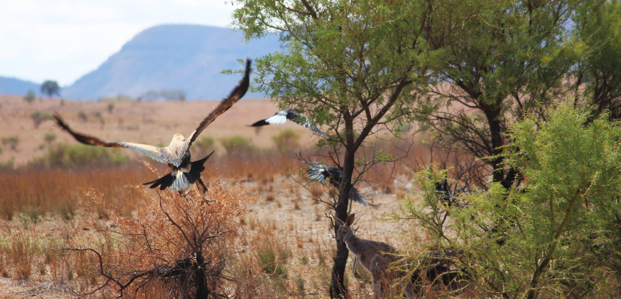 wedge-tailed eagle, Flinders Ranges