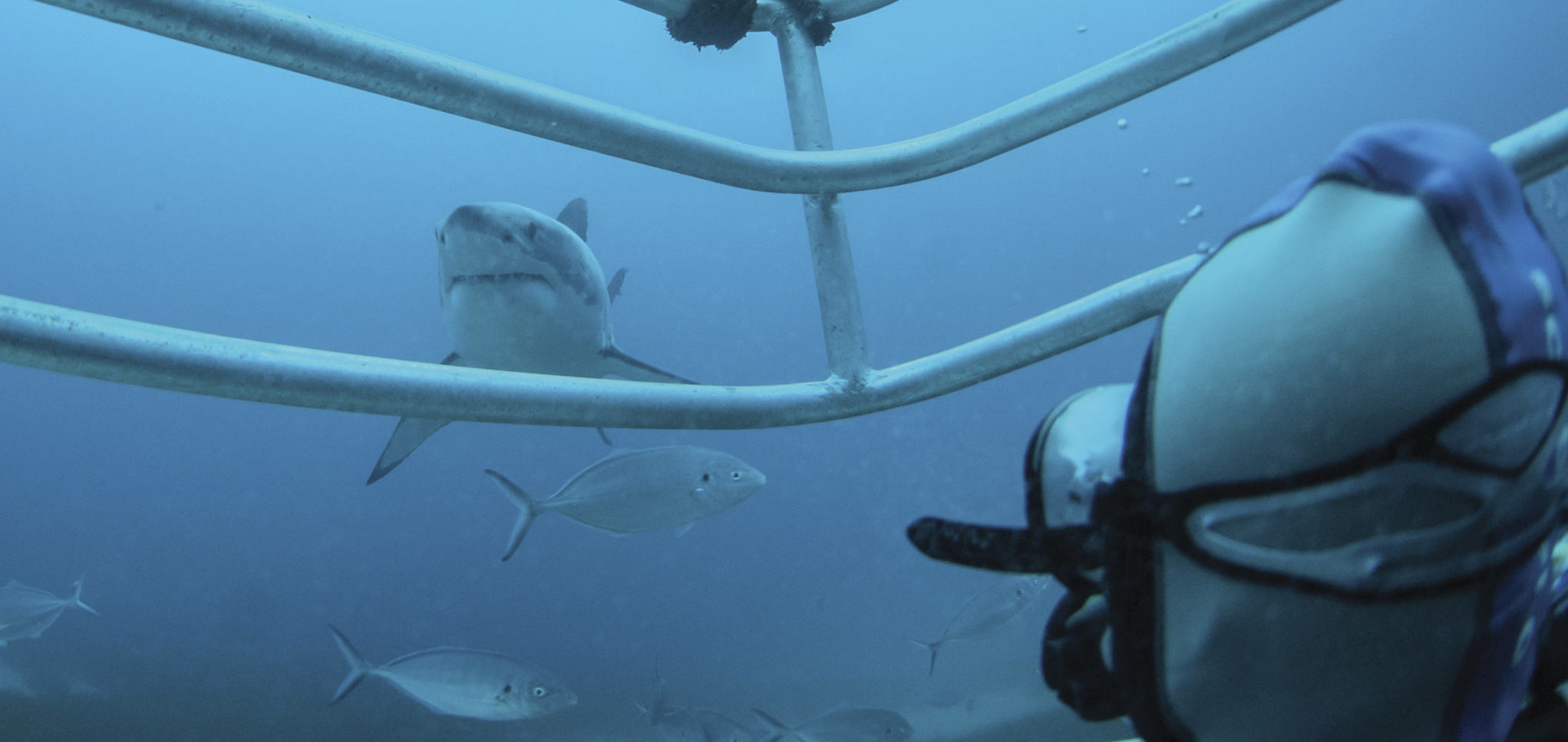 Rodney Fox Great White Shark Expeditions