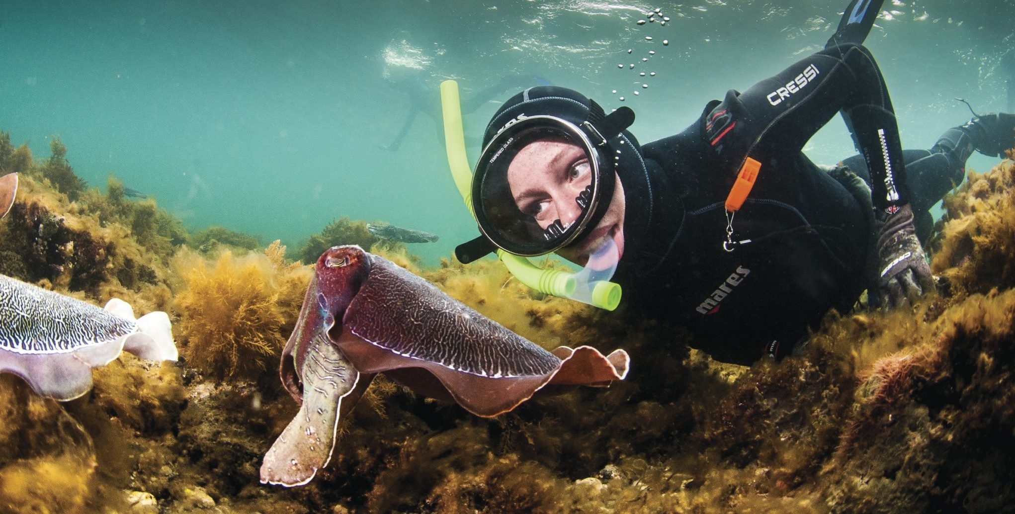 Snorkel with cuttlefish