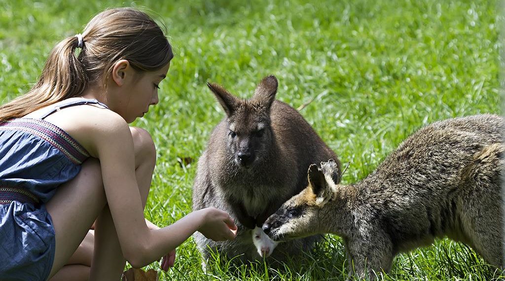 wallaby feeding