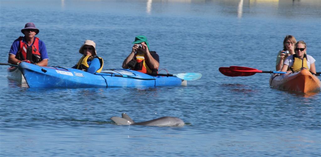 dolphin kayak port river