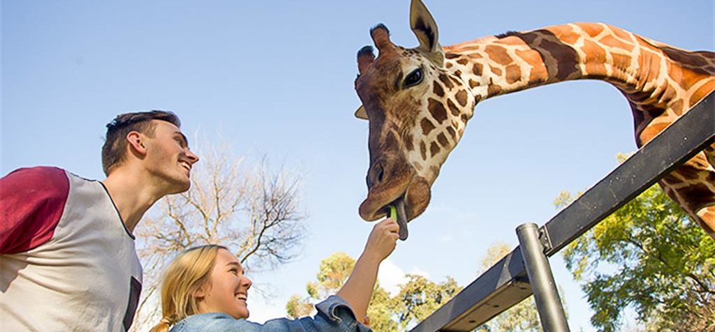 adelaide zoo giraffe