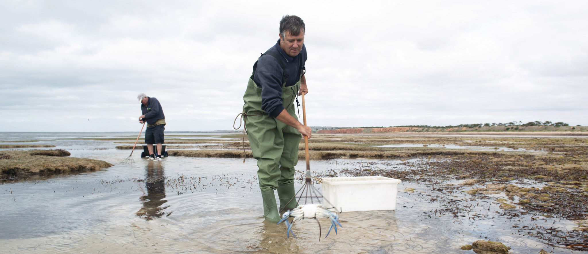 blue swimmer crab south australia