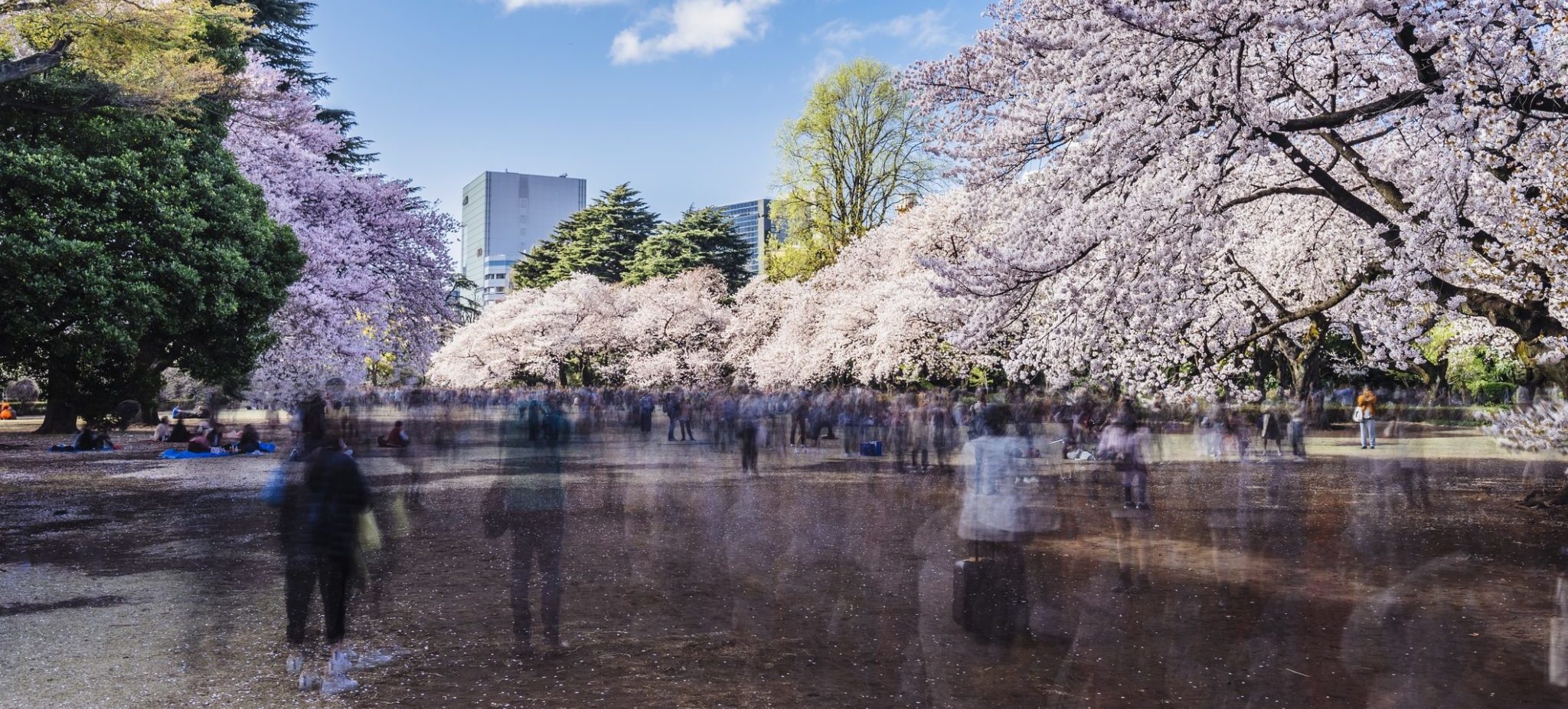 Cherry blossom season in Tokyo