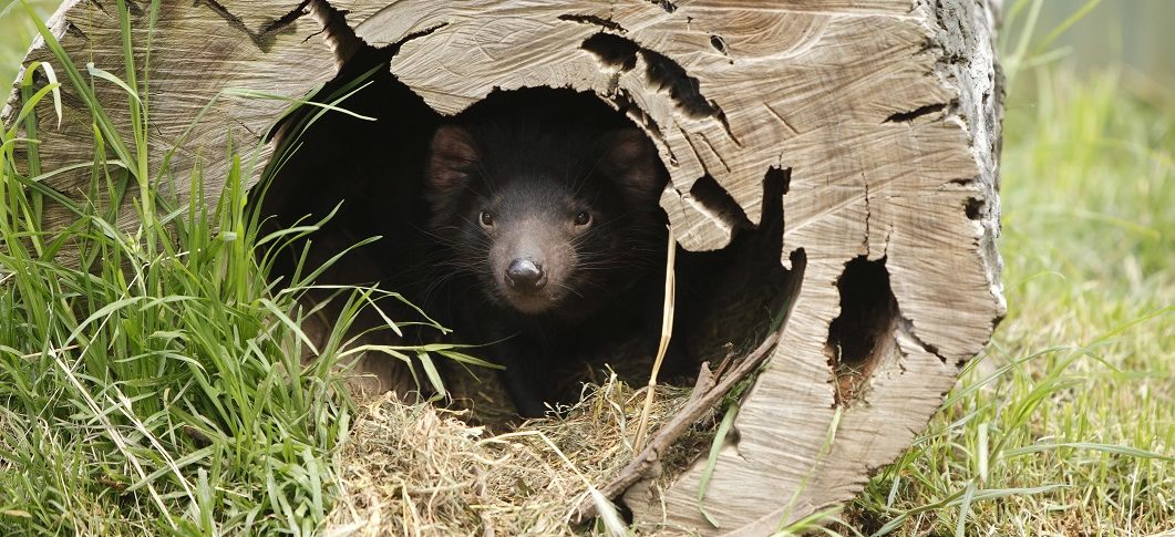 Tassie Devil