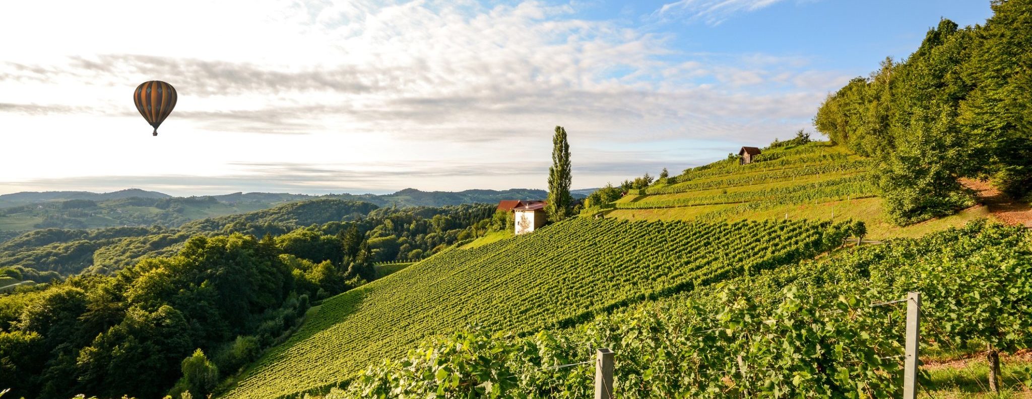 Vineyards with hot air balloon near a winery before harvest in the Tuscany wine growing area