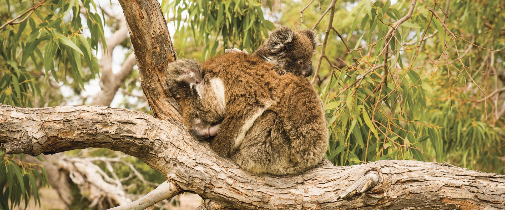 Mikkira Station, Eyre Peninsula. Photo: SATC.