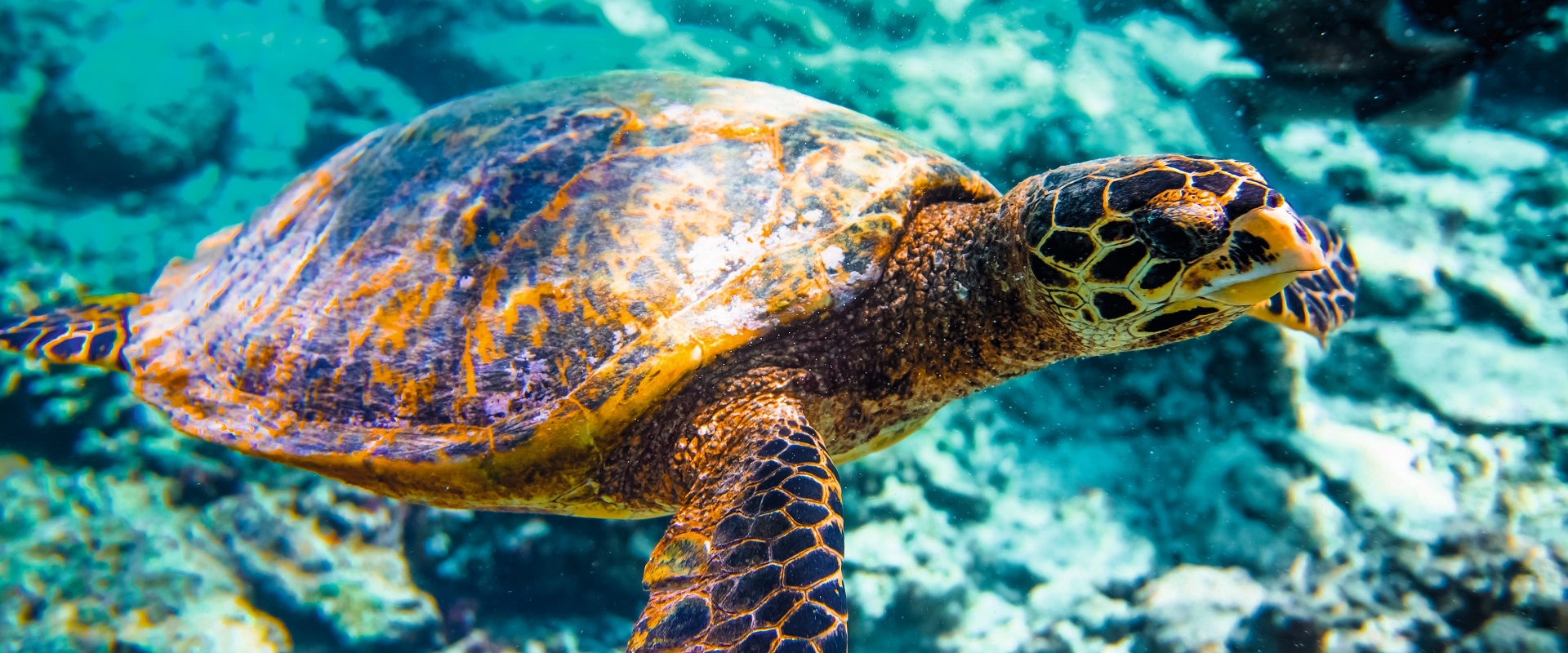 Gili Islands, turtle.