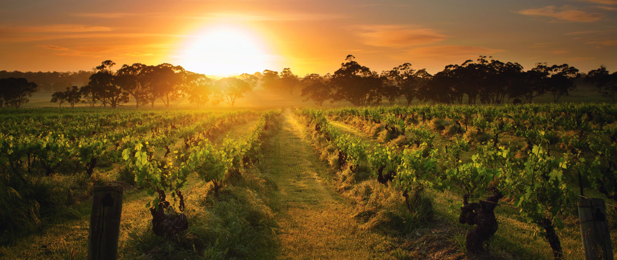 Lesser-known wine region, Eden Valley.