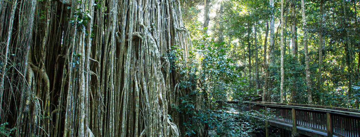 Lush rainforest with towering trees.