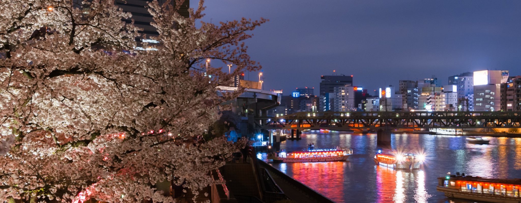 Sparkling city lights and cherry blossoms in Tokyo with cruise ships on the water, Tokyo.