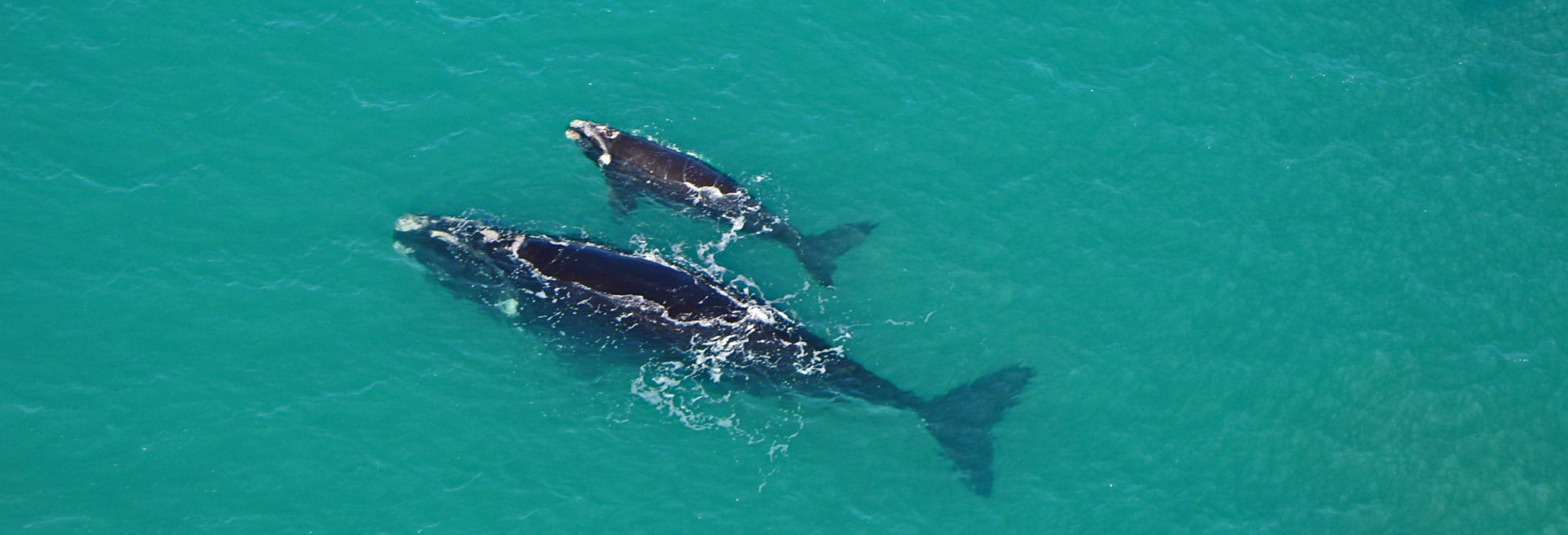 Aerial view of a whale and its calf.