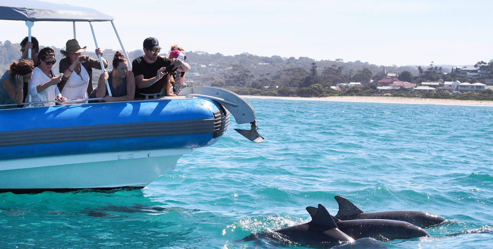 Tourists on a boat taking photos of dolphins.