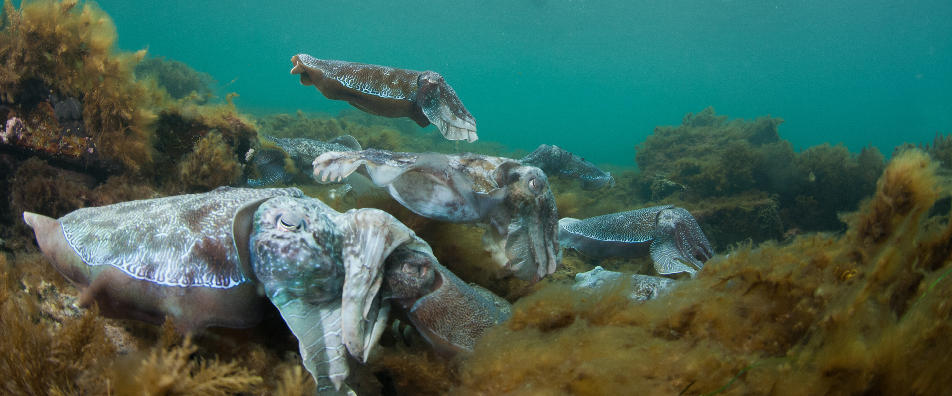 Giant cuttlefish in Whyalla. Image: SATC.