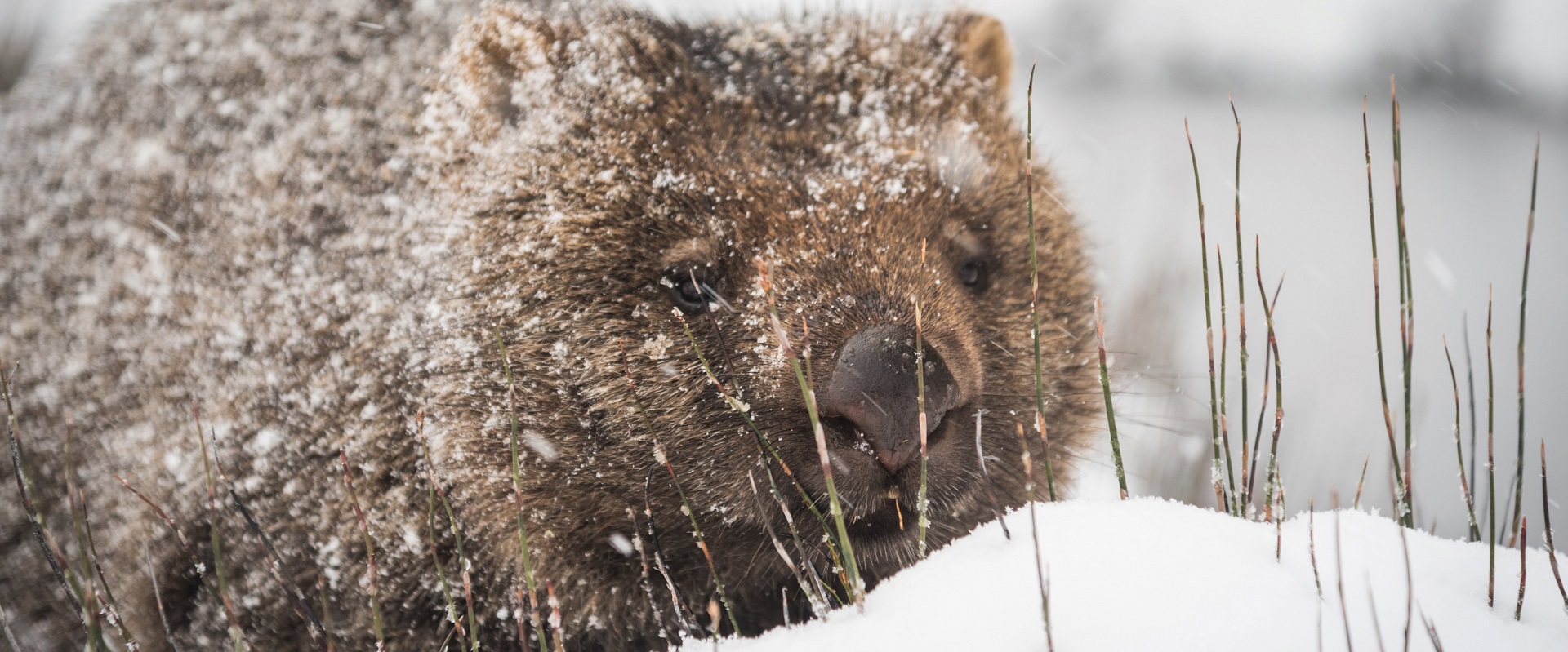 Wombat at Cradle Mountain.