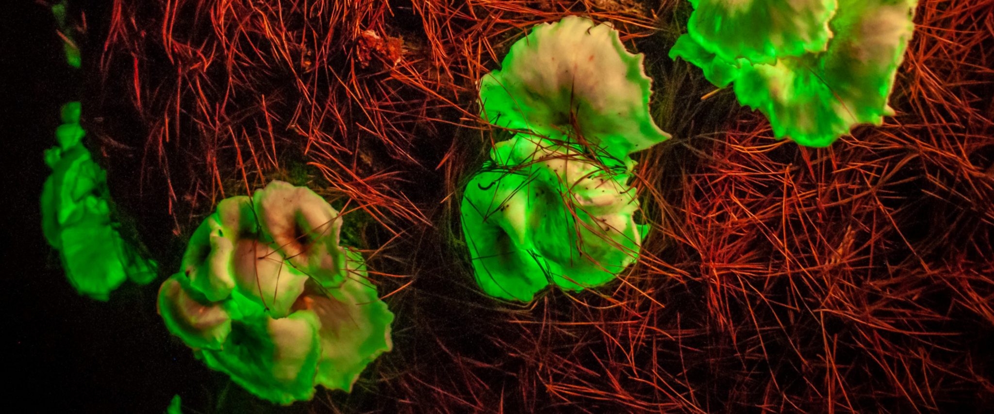 Ghost mushrooms, Limestone Coast. Image: SATC.