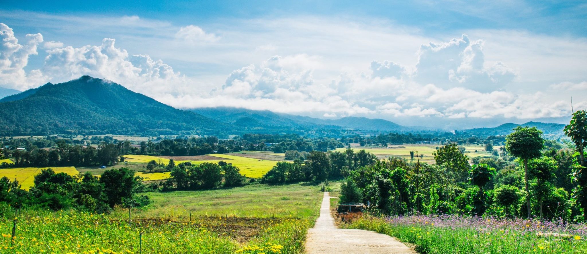 Green fields in Thailand with mountains in the background.