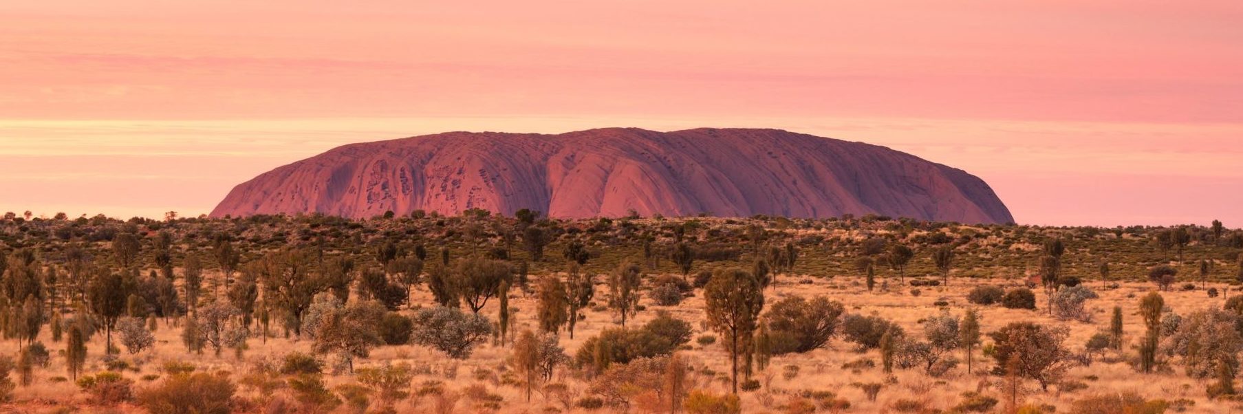 Pink hues over Uluru at sunrise. One of the great natural wonders of the world, Uluru towers above the surrounding landscape. Uluru is not only a spectacular natural formation, but its a deeply spiritual place. You can feel a powerful presence the moment you first set eyes on it.