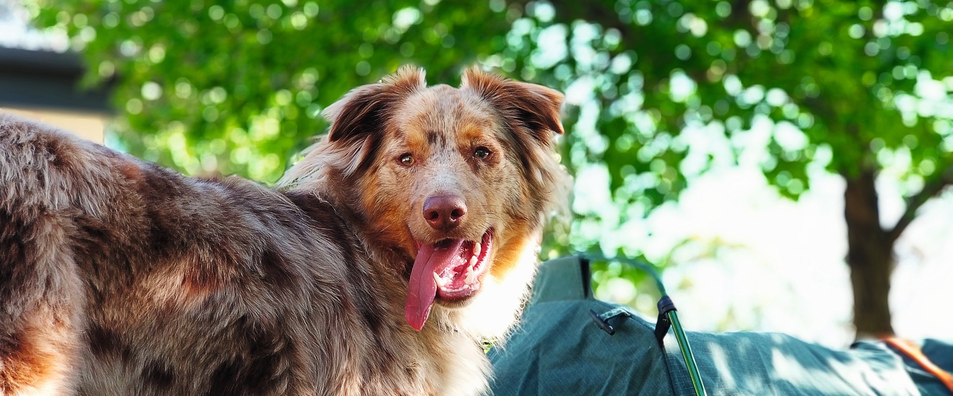 Dogs thrive on routine while on holiday.