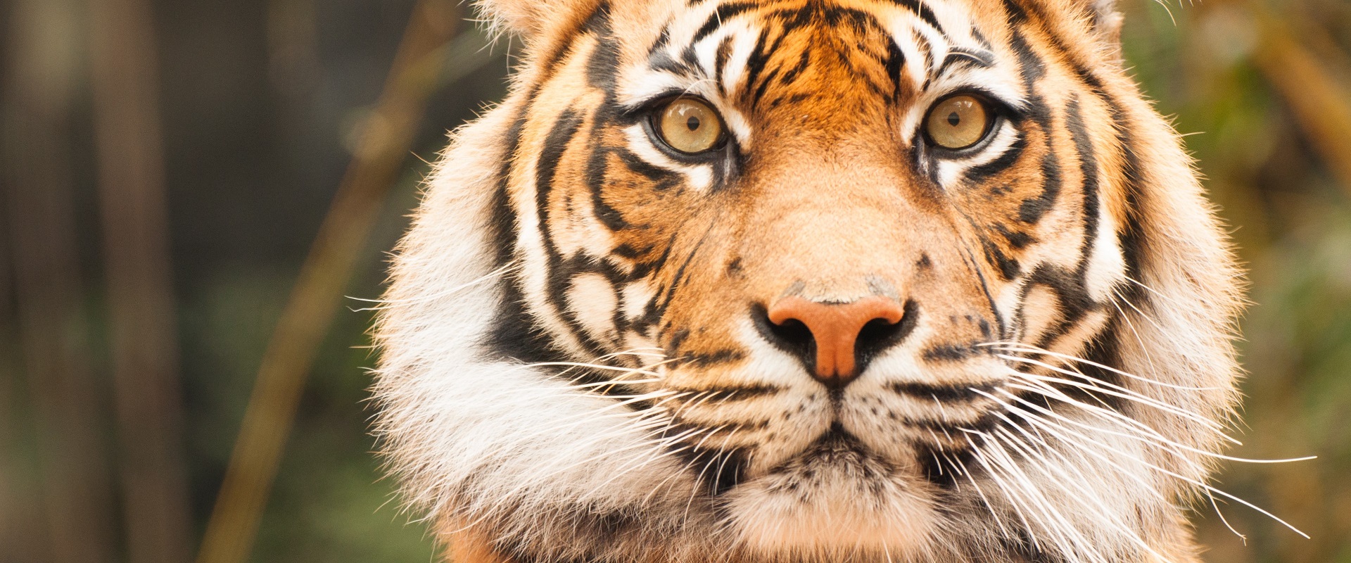 Tigers at Taronga Zoo, Sydney.