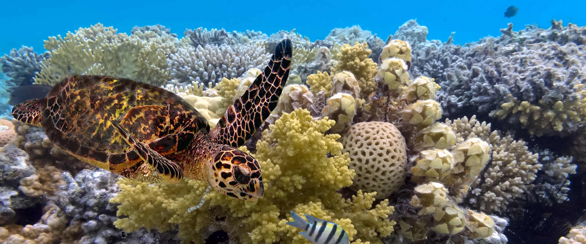 The Great Barrier Reef.