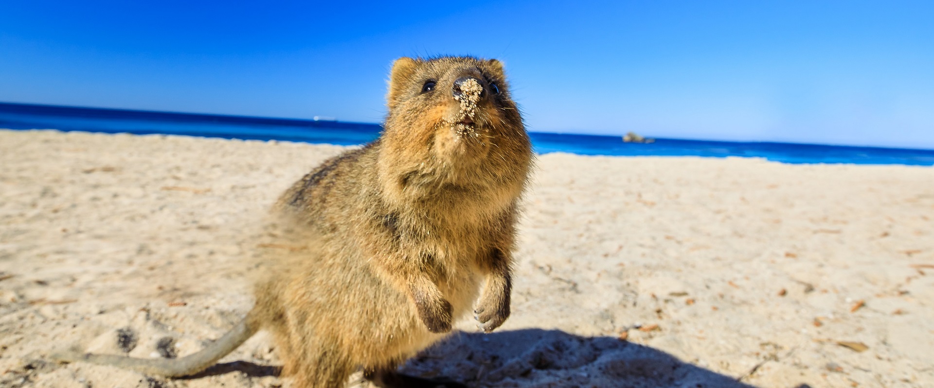 Quokka, Western Australia.