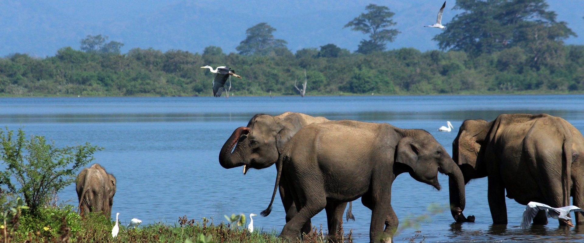 Elephnants in Udawalawe, Sri Lanka.