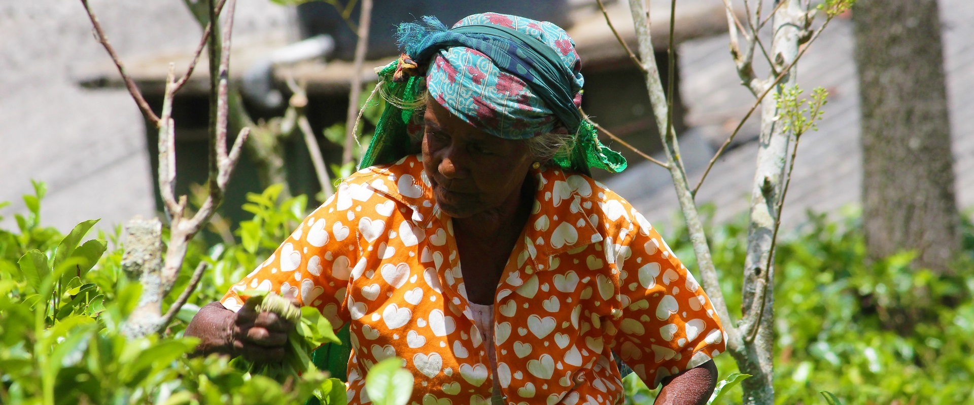 Tea fields, Sri Lanka