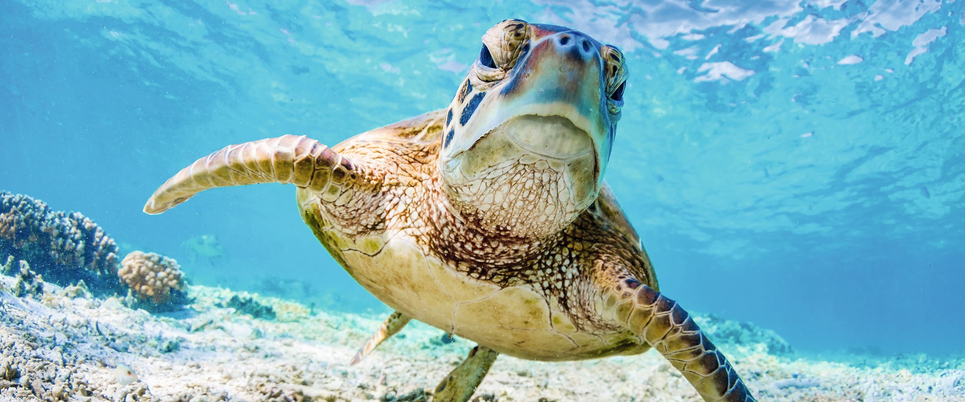 Great Barrier Reef, Queensland.