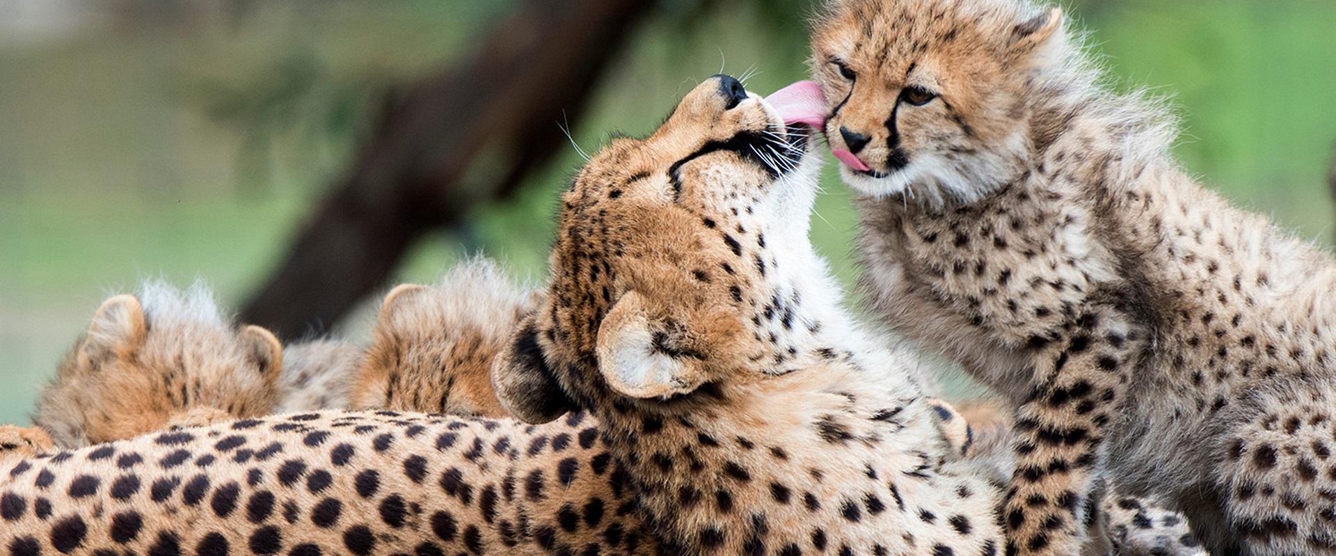 Monarto Zoo, Murray region. Image: SATC.