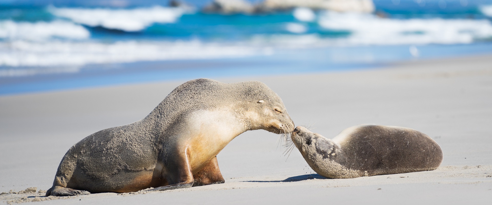 Seal Bay, Kangaroo Island. Image: SATC.