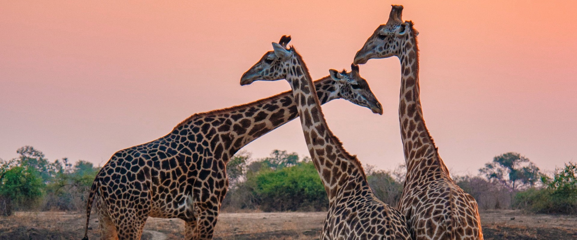 Kruger National Park, South Africa.