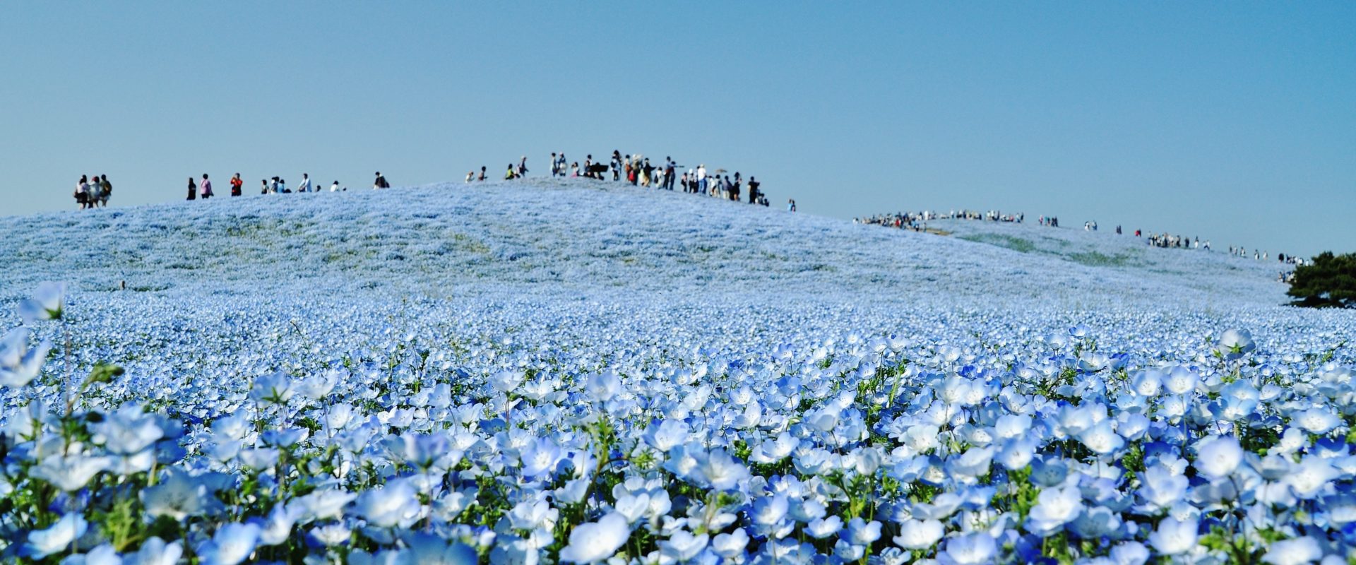 Hitachi Seaside Park, Ibaraki.