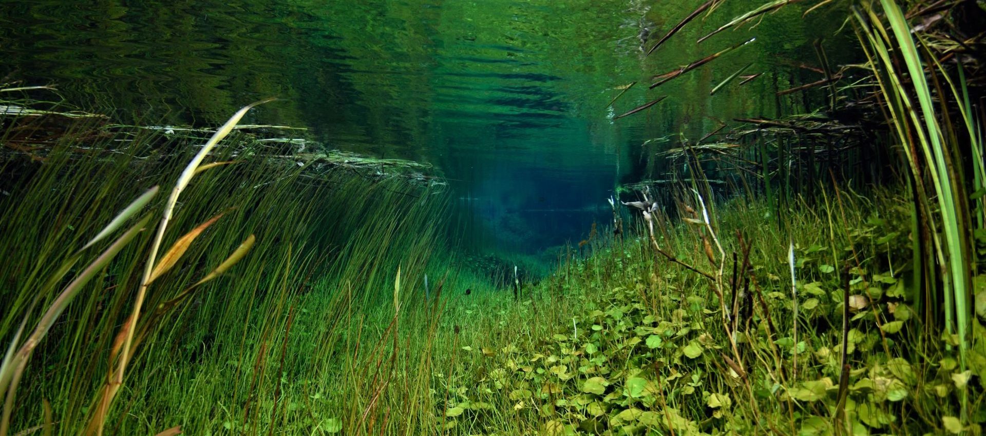 The crystal clear waters of Ewens Ponds