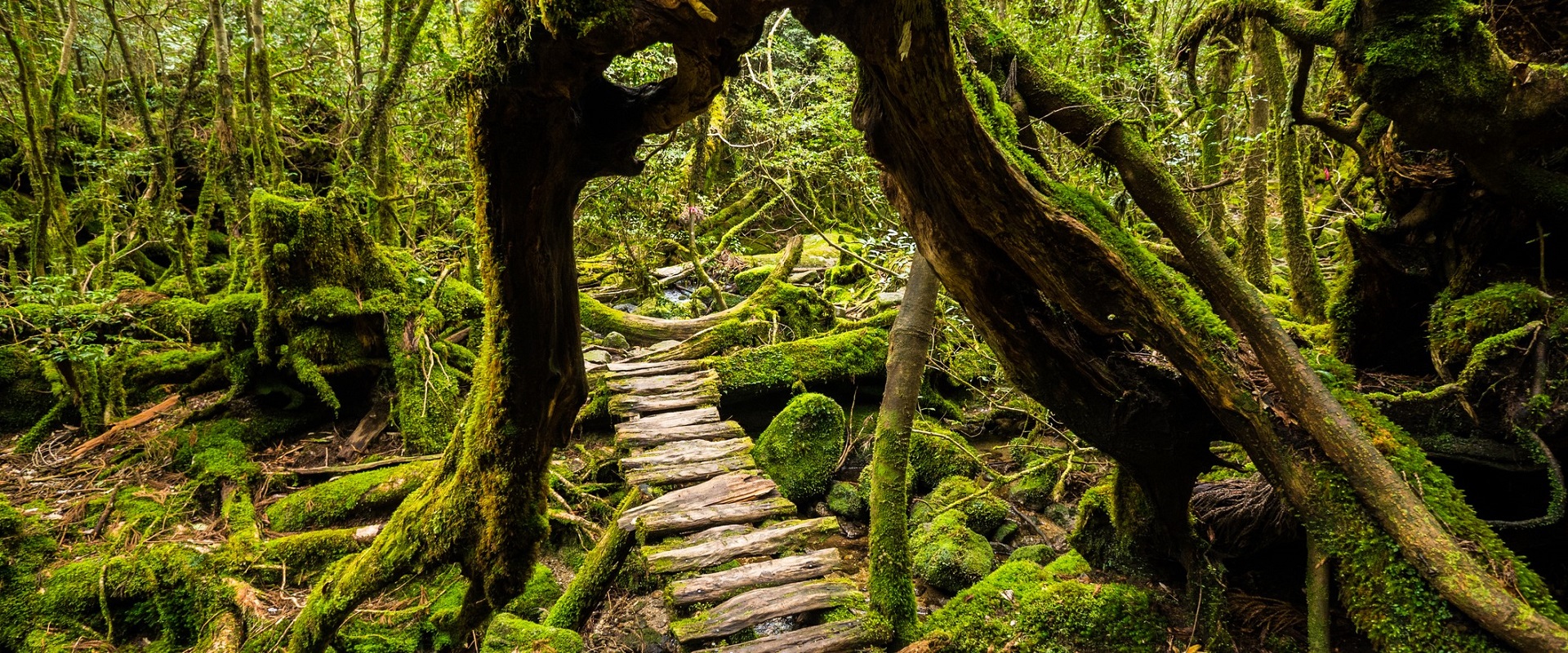 Yakushima Island, Kagoshima.