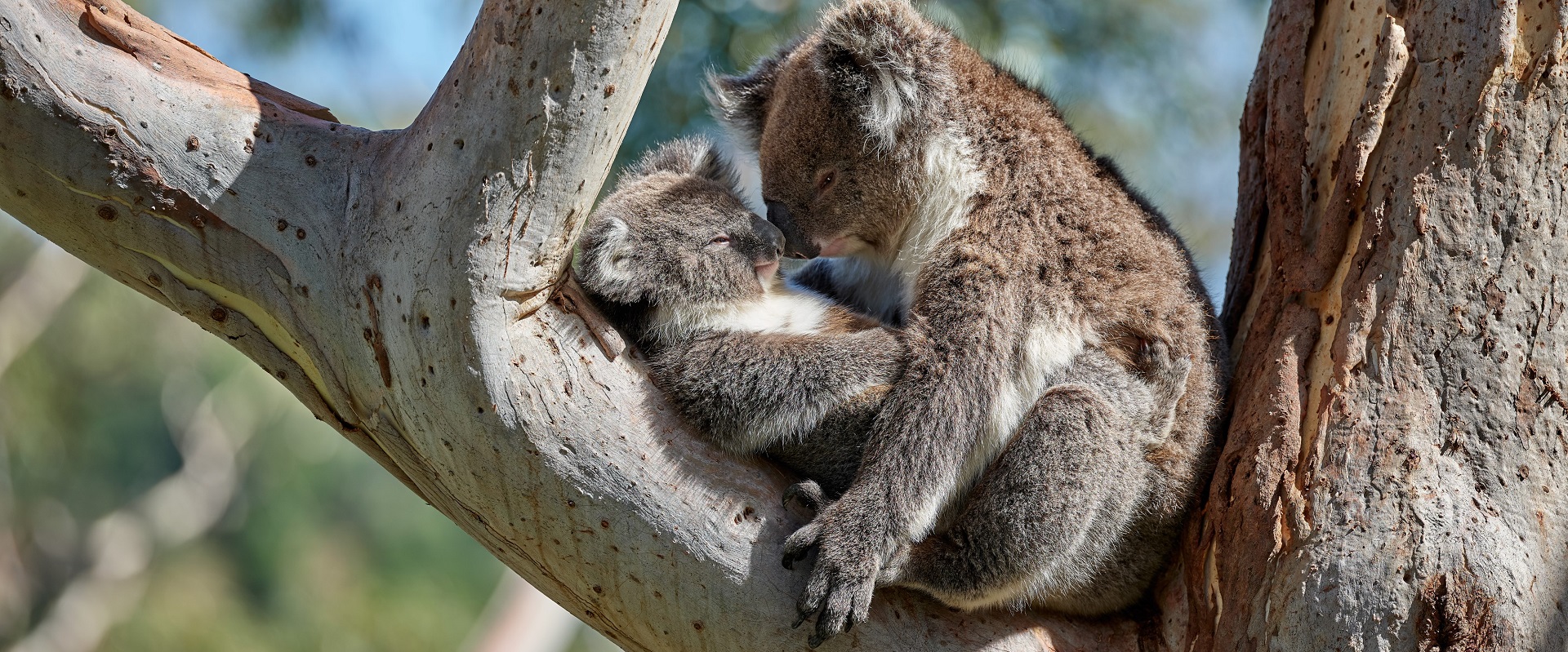 Koalas in the Adelaide Hills. Image: SATC