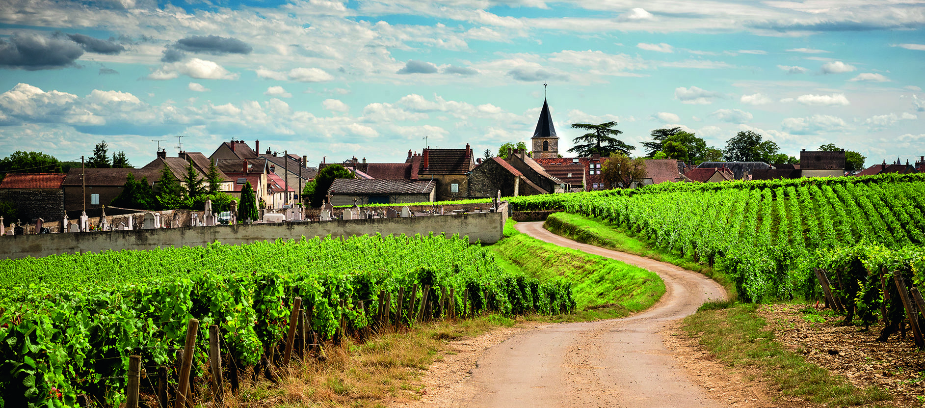 Green winery along dirt road in France.