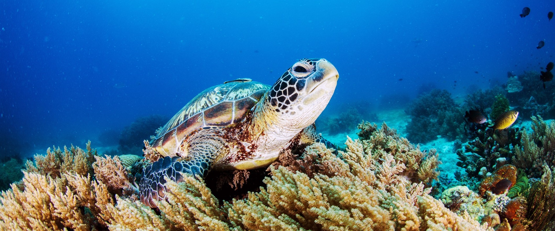 A green sea turtle in Borneo. Image: iStock