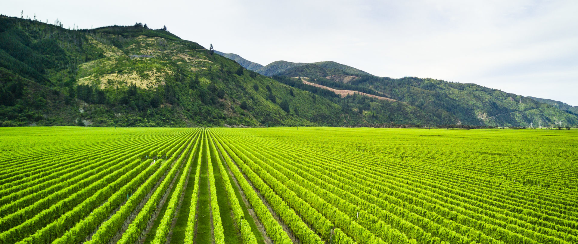 Bright green Marlborough vineyard in New Zealand.