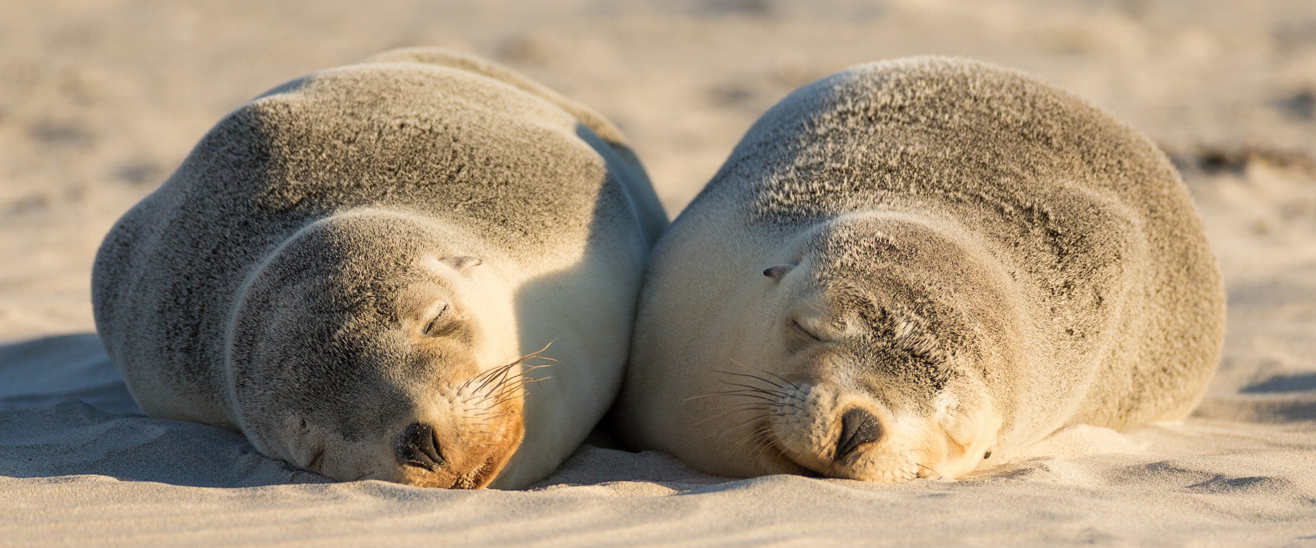 Relaxing at Seal Bay. Image: SATC