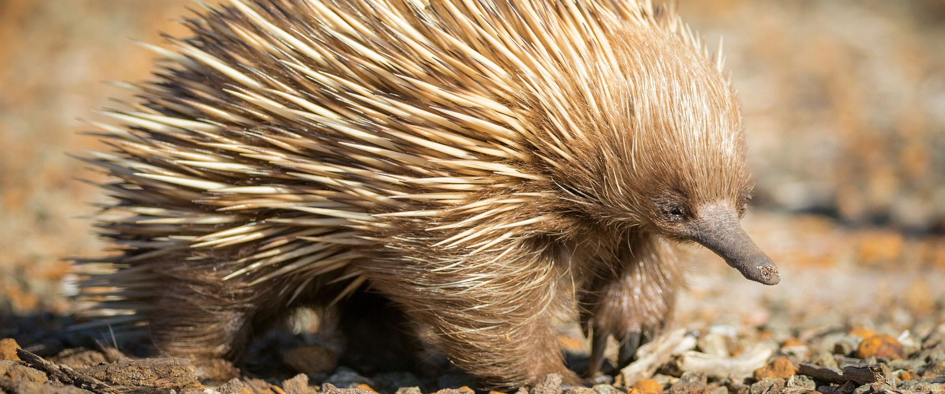 An echidna on Kangaroo Island. Image: SATC