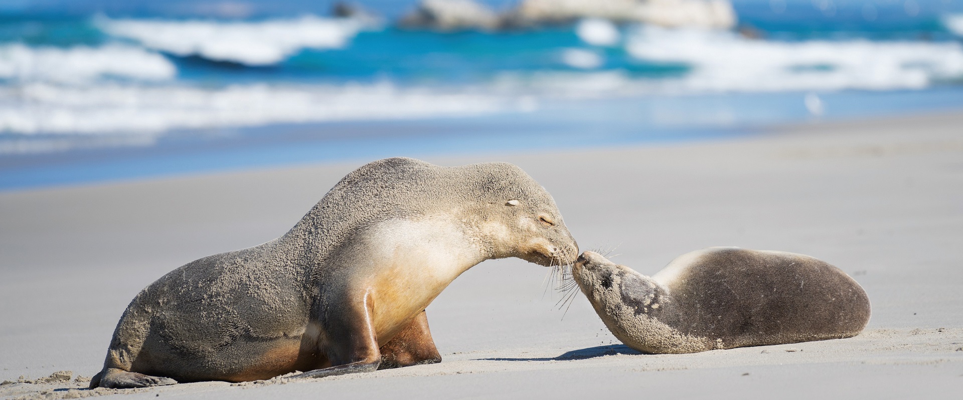 Seal Bay. Image: SATC