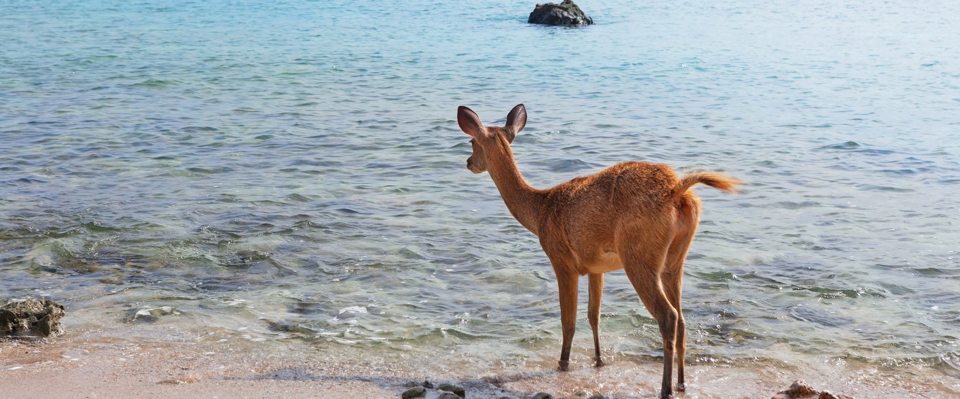 Deer in West Bali National Park. Image: iStock