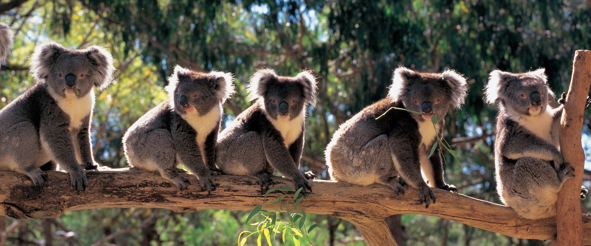 Koalas in the Adelaide Hills. Image: SATC