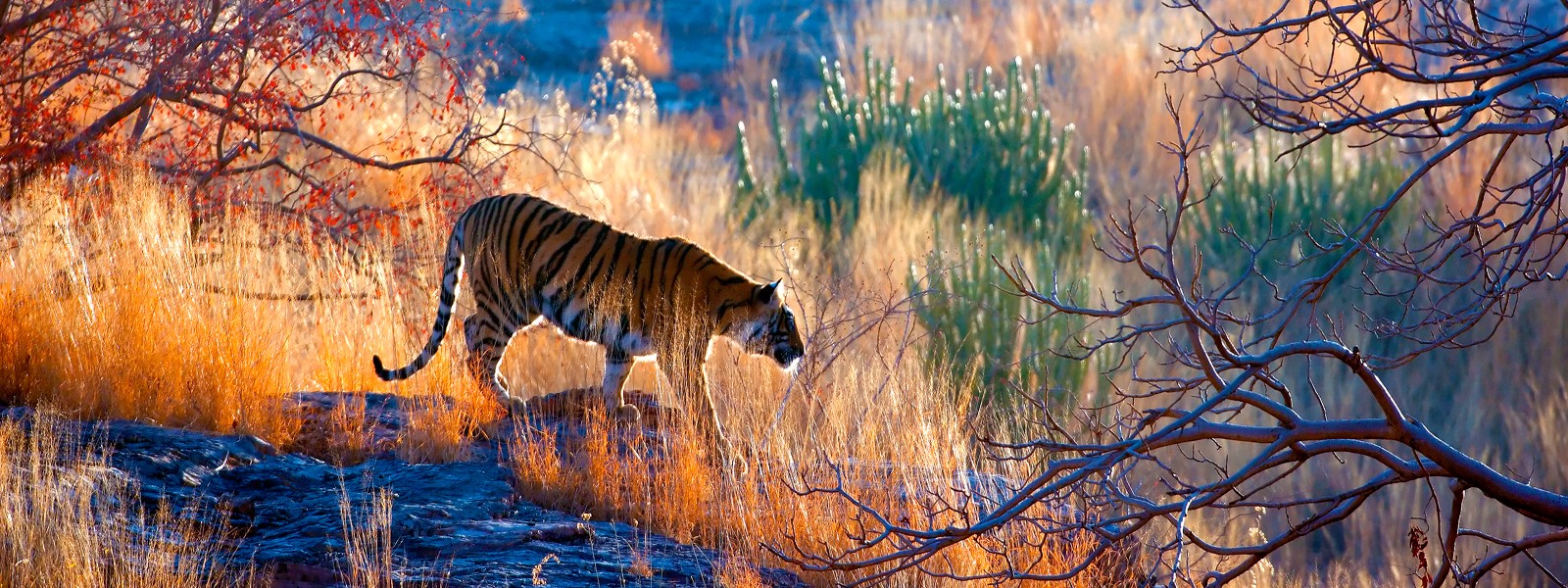 Ranthambore National Park. Image: iStock