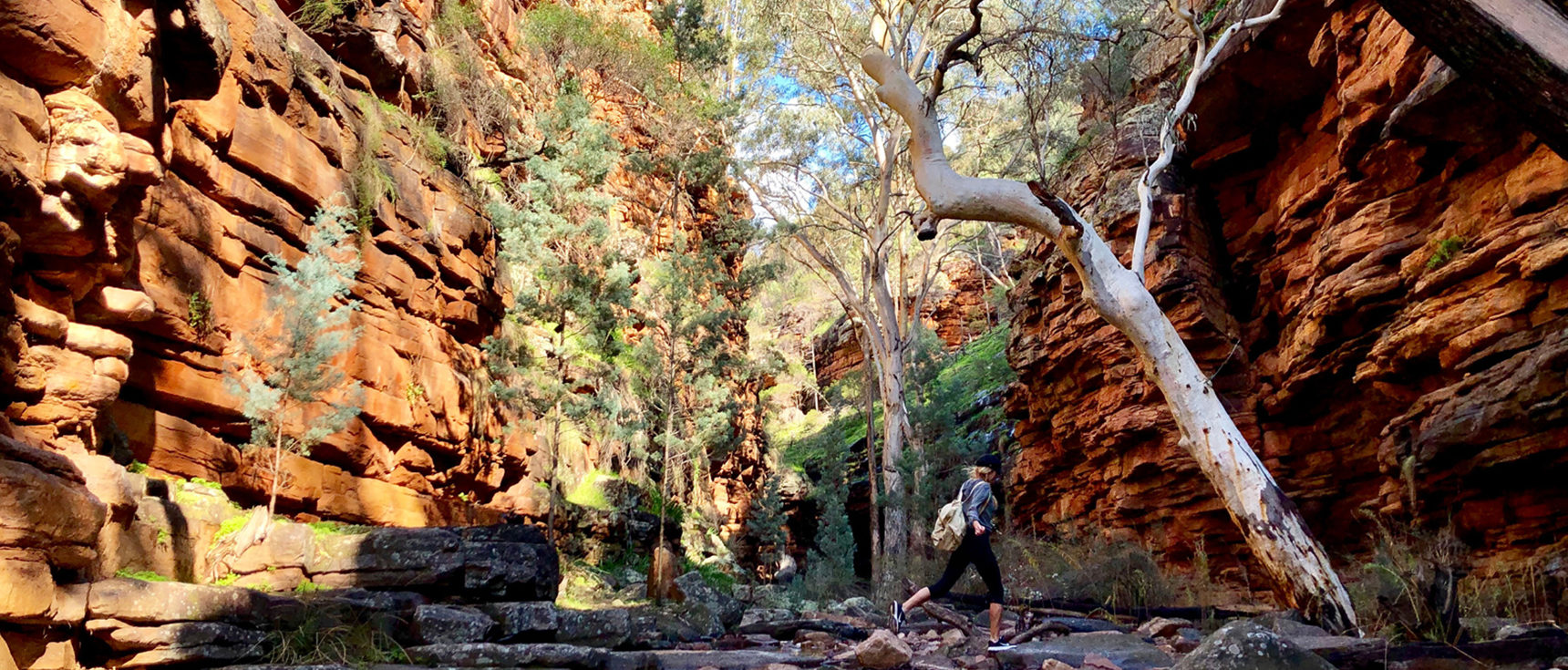 Alligator Basin in the Southern Flinders Ranges. Cliffs rising up either side of a small creek.