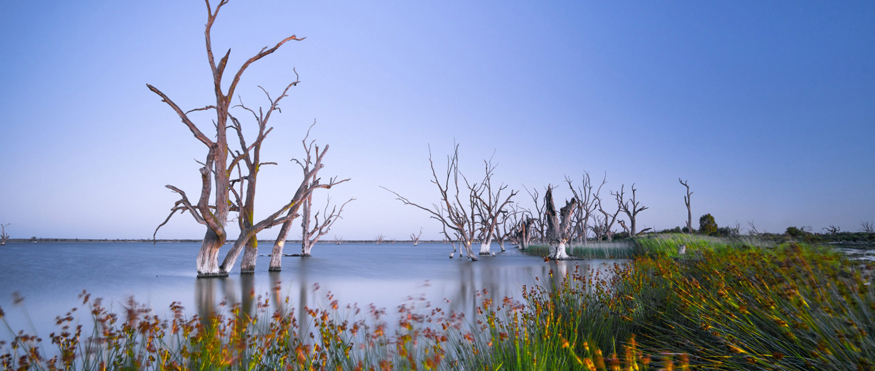 A landscape image of Lake Bonney in the Riverland. Reeds and dead trees in the foreground.