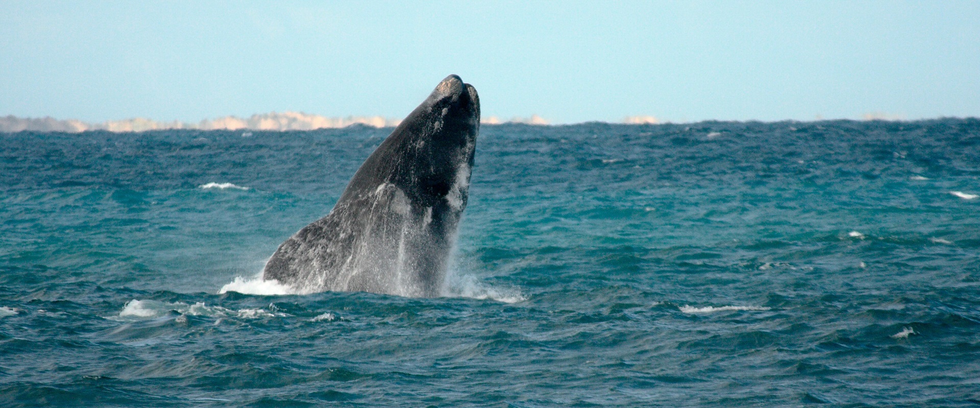 Watching whales on the Fleurieu Peninsula. Image: SATC